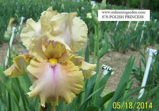 The flower Polish Princess - Tall Bearded Iris (TB)