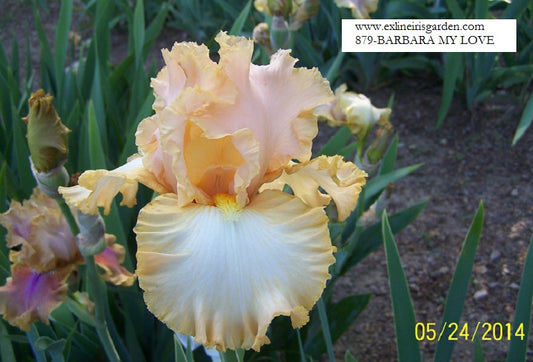 The flower Barbara My Love - Tall Bearded Iris (TB)