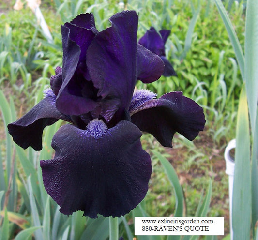 The flower Raven's Quote - Tall Bearded Iris (TB)