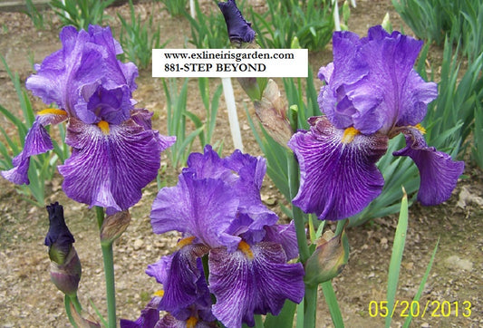 The flower Step Beyond - Tall Bearded Iris (TB)