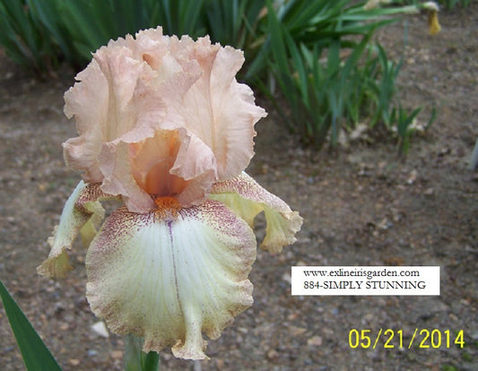 The flower Simply Stunning - Tall Bearded Iris (TB)