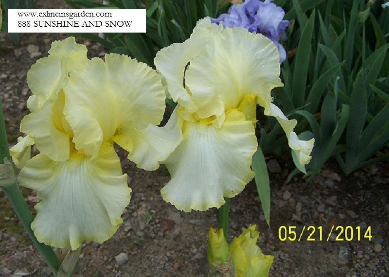 The flower Sunshine And Snow - Tall Bearded Iris (TB)