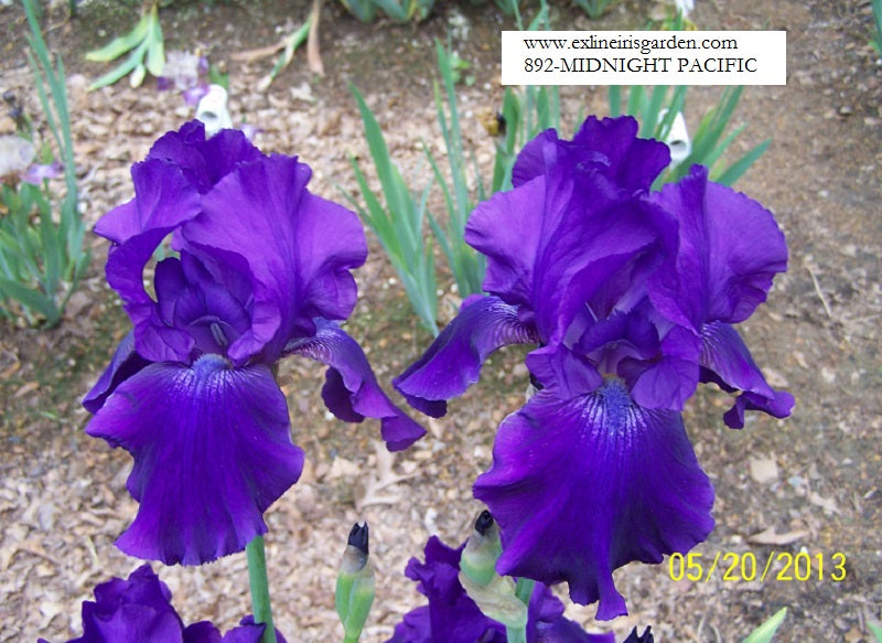 The flower Midnight Pacific - Tall Bearded Iris (TB)