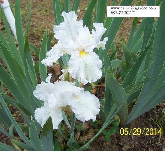 The flower Zurich - Tall Bearded Iris (TB)