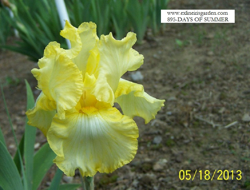 The flower Days Of Summer - Tall Bearded Iris (TB)