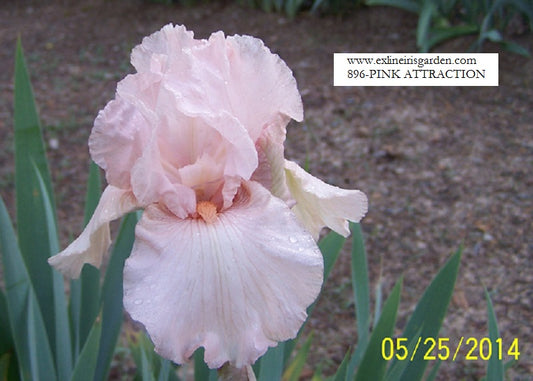 The flower Pink Attraction - Tall Bearded Iris (TB)