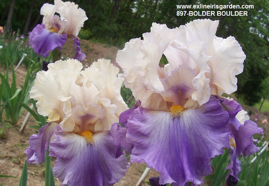 The flower Bolder Boulder - Tall Bearded Iris (TB)