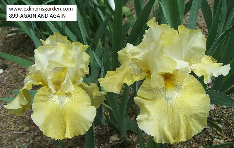 The flower Again And Again - Tall Bearded Iris (TB)