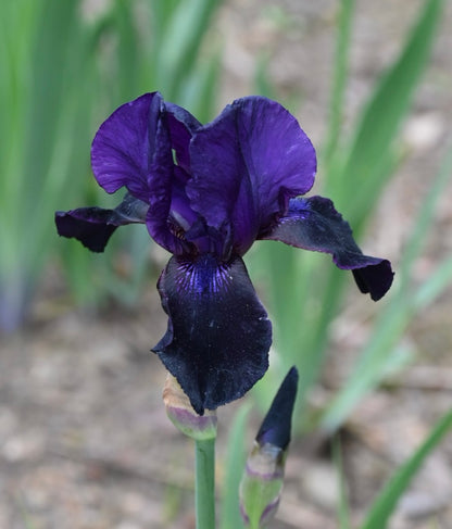 Deep Black