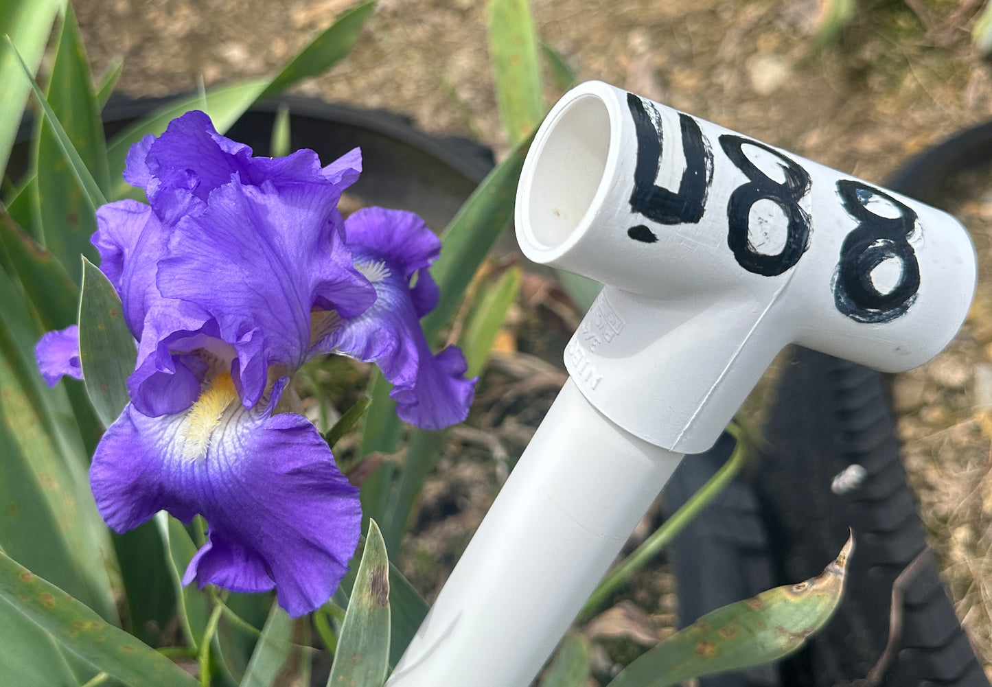 Unidentified Purple TB #1