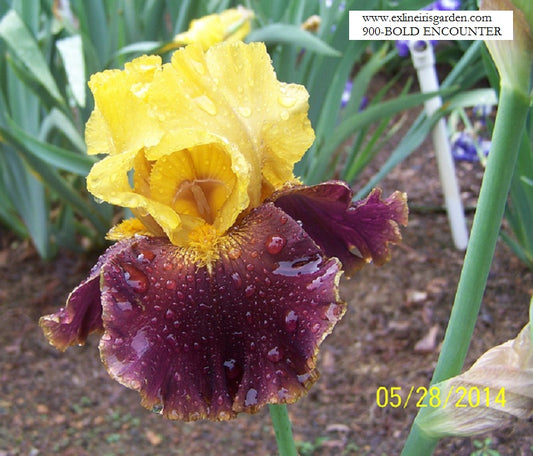 The flower Bold Encounter - Tall Bearded Iris (TB)