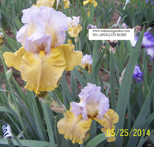 The flower Apollo's Robe - Tall Bearded Iris (TB)