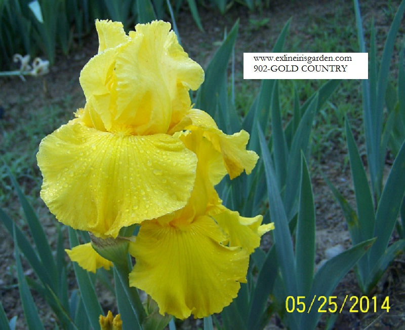 The flower Gold Country - Tall Bearded Iris (TB)