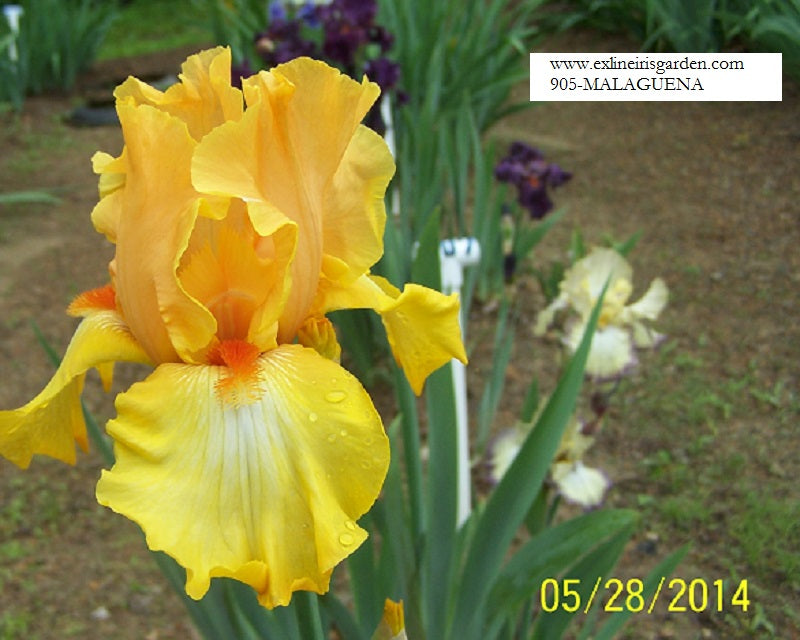 The flower Malaguena - Tall Bearded Iris (TB)