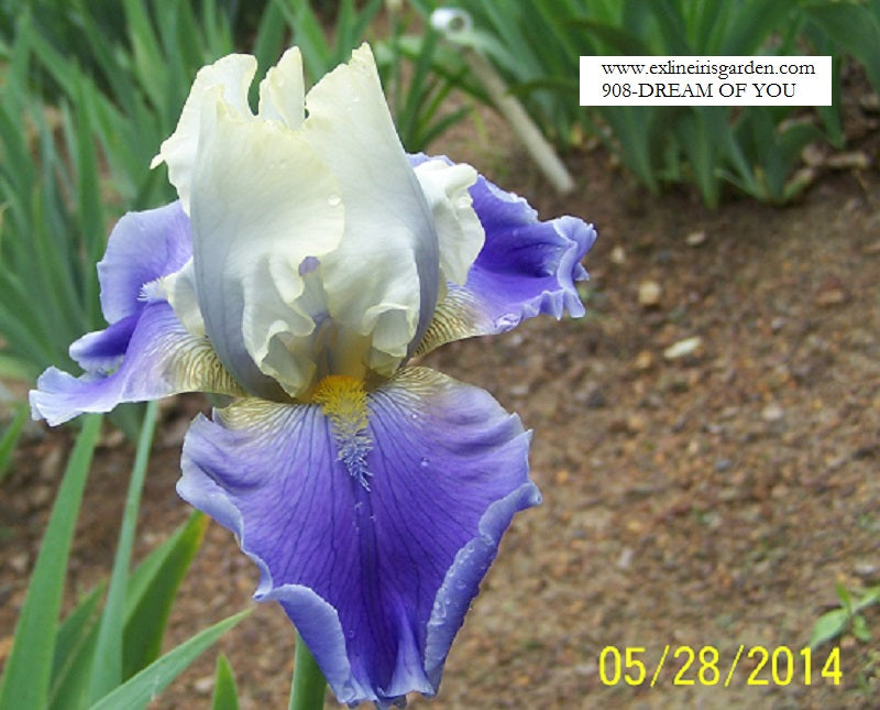 The flower Dream of You - Tall Bearded Iris (TB)