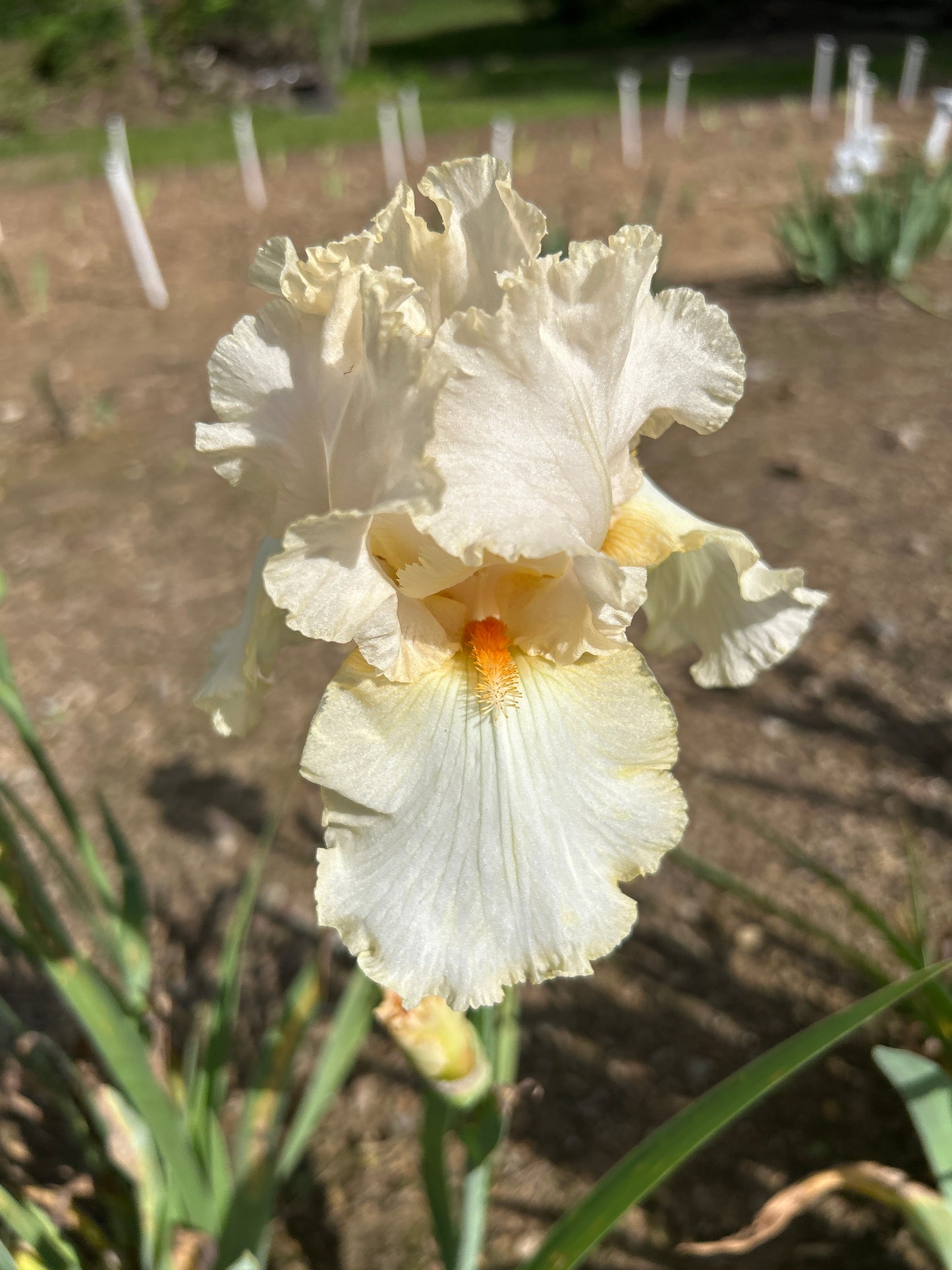 Buttermilk Blush