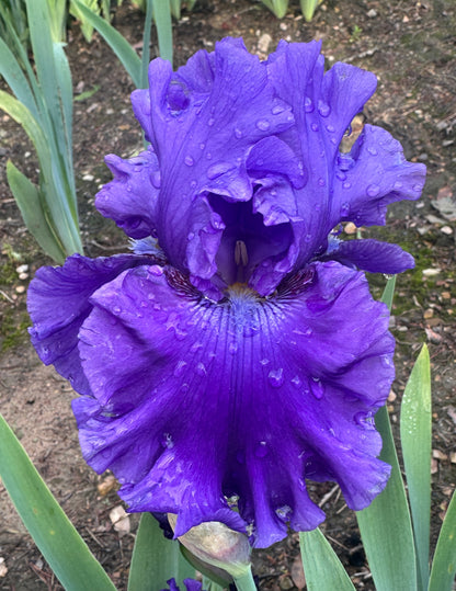 Indigo Princess