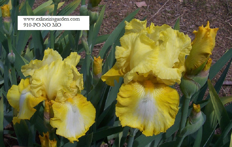 The flower Po No Mo - Tall Bearded Iris (TB)