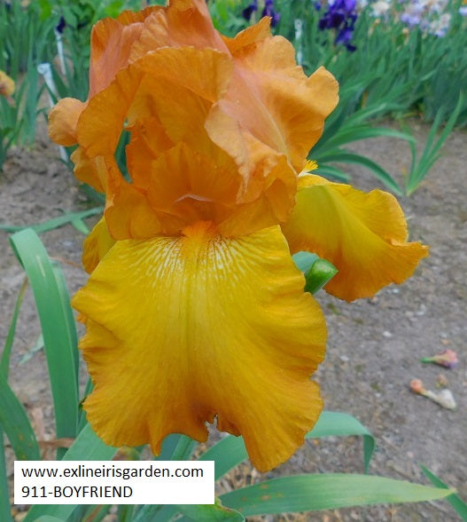 The flower Boy Friend - Tall Bearded Iris (TB)