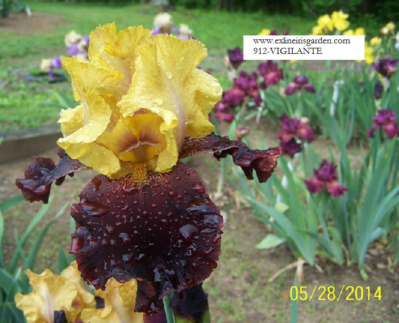 The flower Vigilante - Tall Bearded Iris (TB)