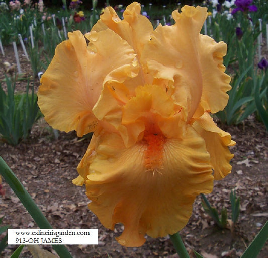 The flower Oh James - Tall Bearded Iris (TB)