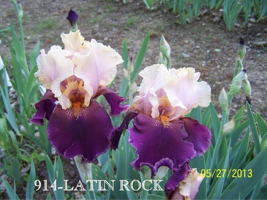 The flower Latin Rock - Tall Bearded Iris (TB)