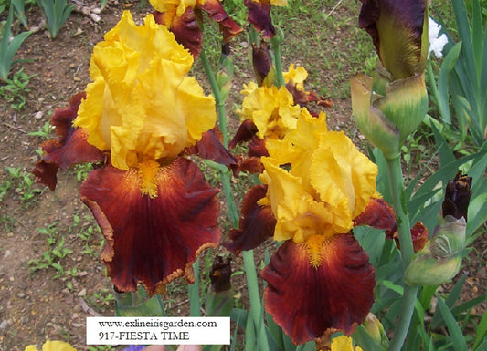 The flower Fiesta Time - Tall Bearded Iris (TB)