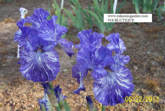 The flower Blutique - Tall Bearded Iris (TB)