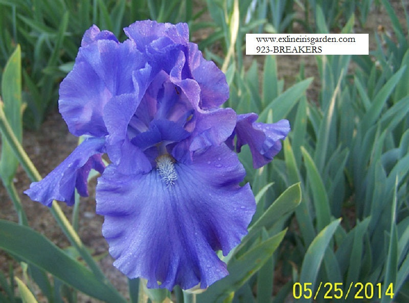 The flower Breakers - Tall Bearded Iris (TB)