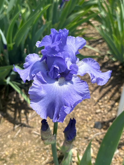 After the Storm