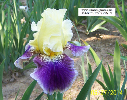 The flower Becky's Bonnet - Tall Bearded Iris (TB)