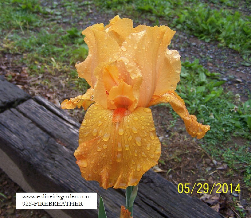 The flower Firebreather - Tall Bearded Iris (TB)