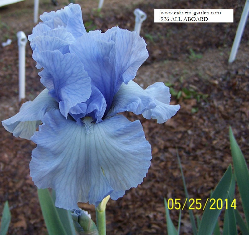 The flower All Aboard - Tall Bearded Iris (TB)