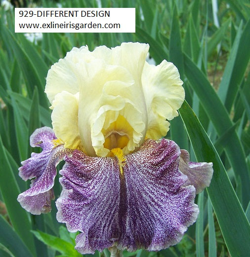 The flower Different Design - Tall Bearded Iris (TB)