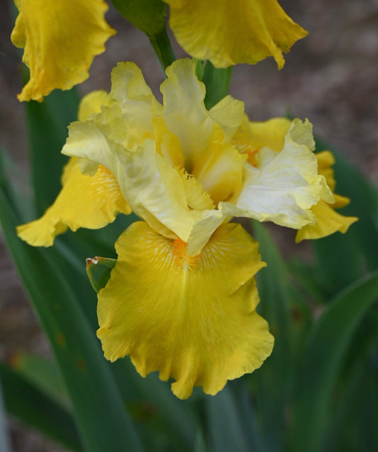 Golden Velvet