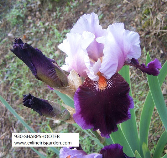 The flower Sharpshooter - Tall Bearded Iris (TB)