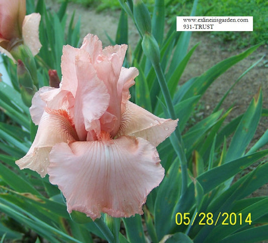 The flower Trust - Tall Bearded Iris (TB)