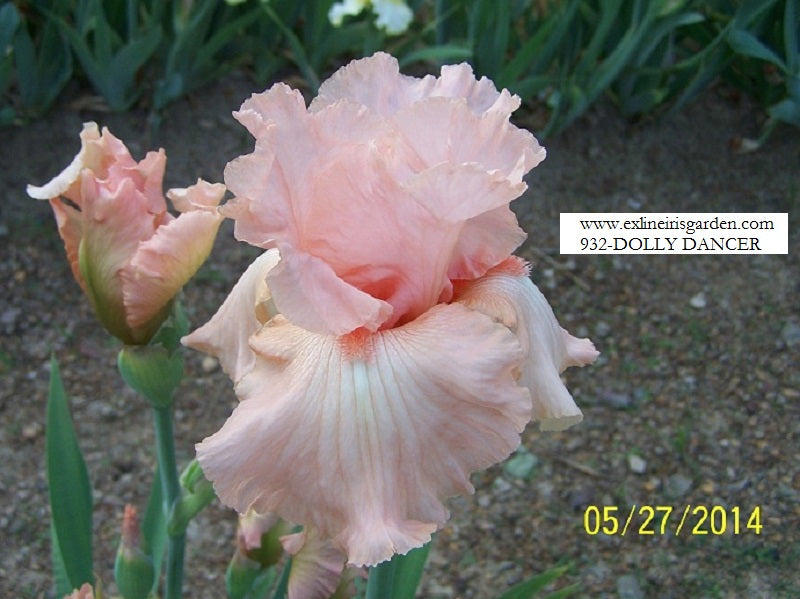 The flower Dolly Dancer - Tall Bearded Iris (TB)