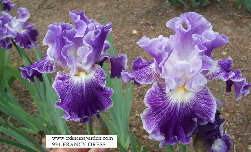 The flower Fancy Dress - Tall Bearded Iris (TB)