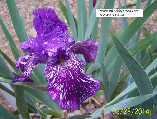 The flower Fantasm - Tall Bearded Iris (TB)