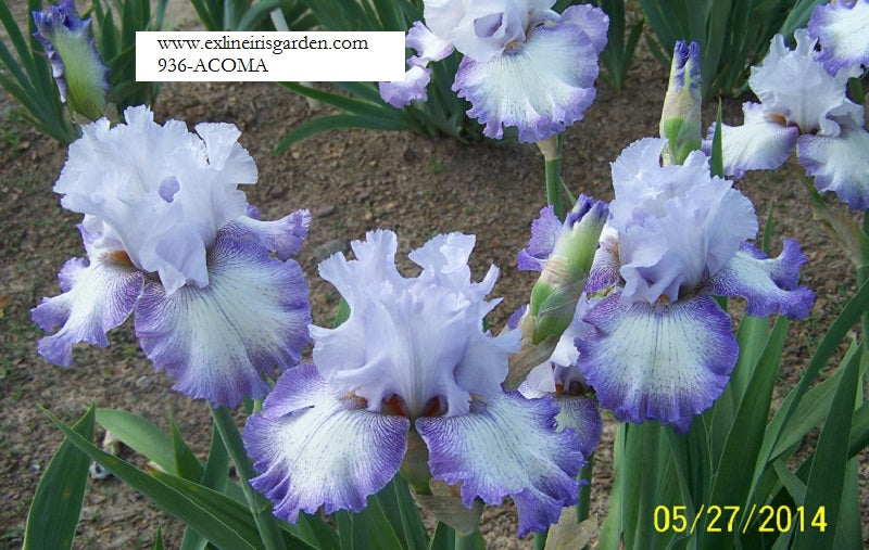 The flower Acoma - Tall Bearded Iris (TB)