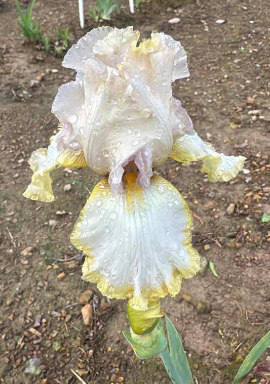 Chartreuse Ruffles