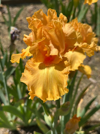 Unidentified Orange TB #4