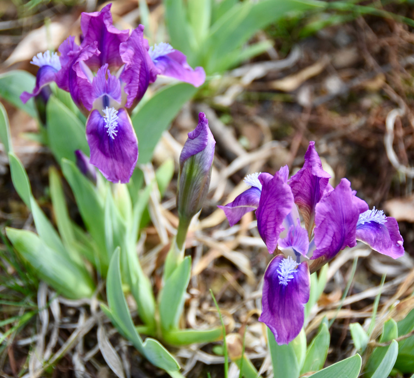 Spring Beacon