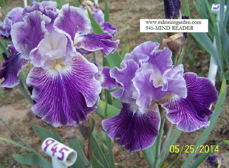 The flower Mind Reader - Tall Bearded Iris (TB)