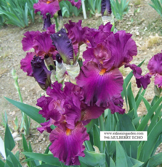 The flower Mulberry Echo - Tall Bearded Iris (TB)