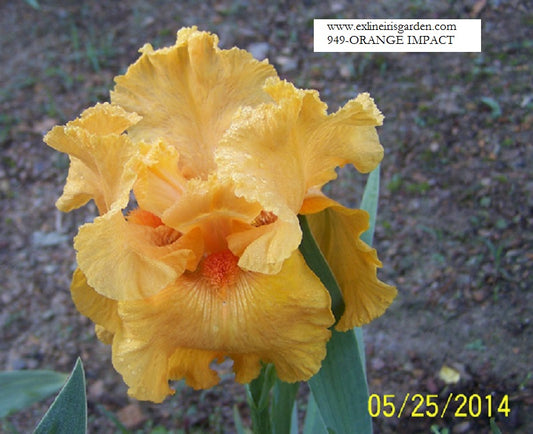 The flower Orange Impact - Tall Bearded Iris (TB)