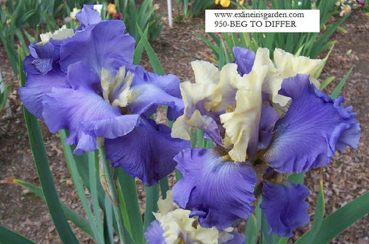 The flower Beg To Differ - Tall Bearded Iris (TB)