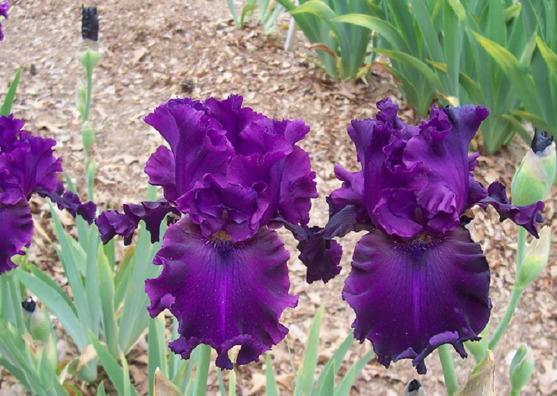 The flower Plum Poodle - Tall Bearded Iris (TB)