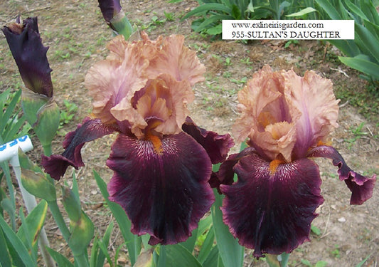 The flower Sultan's Daughter - Tall Bearded Iris (TB)